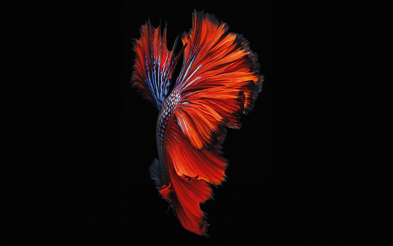 tail fin, multi colored, one animal, orange color, no people, red, flower, softness, close-up, cut out, feather, ios9, vulnerability, black background