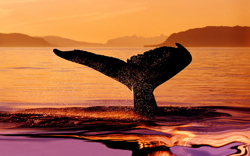 outdoors, aquatic mammal, tail, beauty in nature, no people, animal wildlife, digital, ocean, sky, whale, motion, marine, nature, water, animal themes