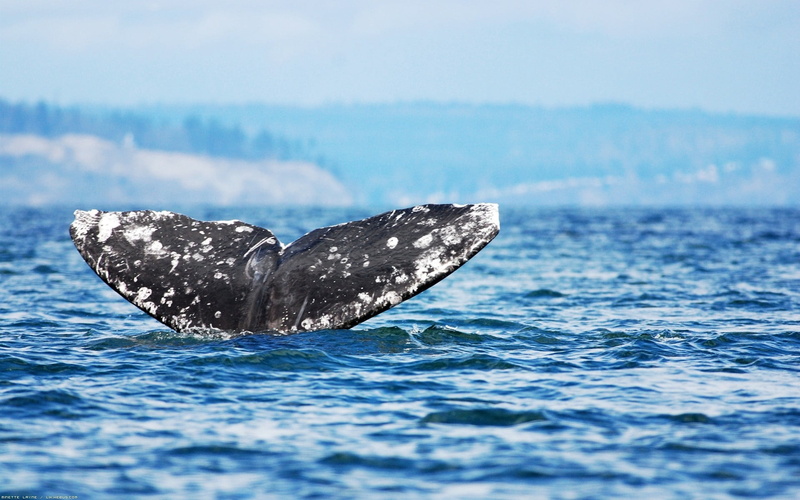 sea Life, animal themes, mammal, animal body part, blue, 1080P, pacific Ocean, day, tail Fin, dolphin, animal Fin, wave, sea, ocean, animal, marine, outdoors