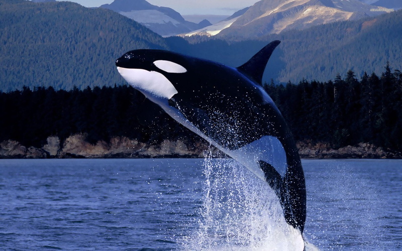 motion, nature, tail fin, splashing, sea, animal wildlife, Animal, one animal, water, Killer Whale, underwater, day, Breaching, marine, aquatic mammal