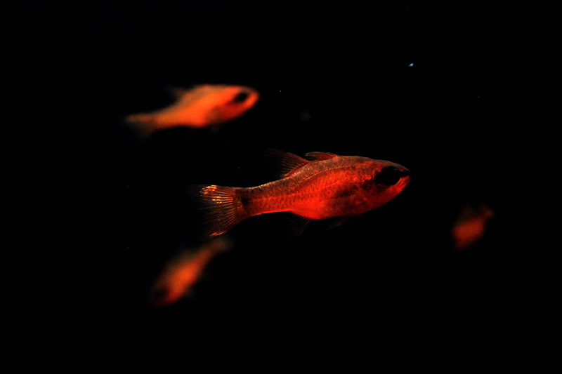 animal wildlife, black eye, france, aquatic, no people, vertebrate, fin, photography, translucent, tail, small, closeup, swim, close-up, marine, orange color