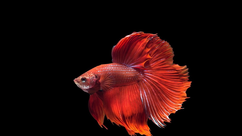 animals in the wild, close-up, animal wildlife, fish, indoors, vertebrate, beauty in nature, betta fish, nature, red, sea, copy space, studio shot, swimming