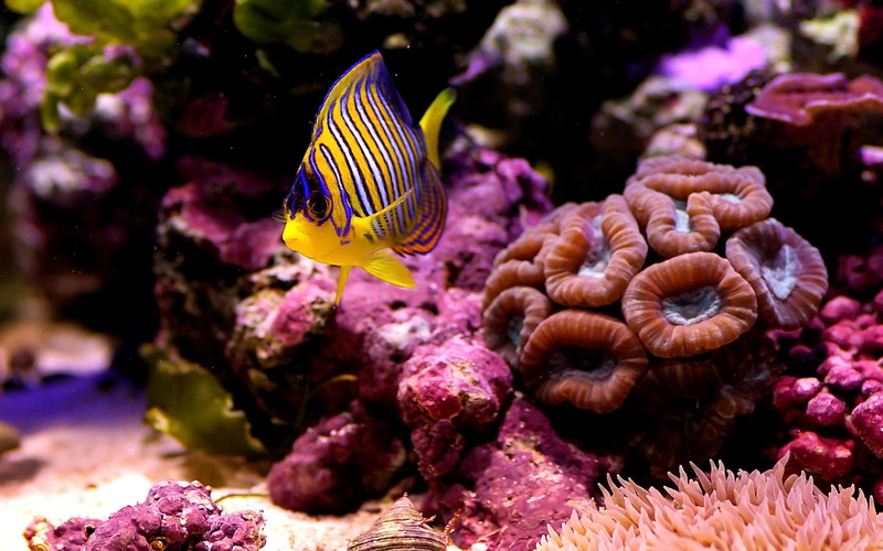 corals, animal wildlife, underwater, blue, animal themes, vertebrate, sea, animals in the wild, tropical Climate, no people, multi Colored, wildlife, striped