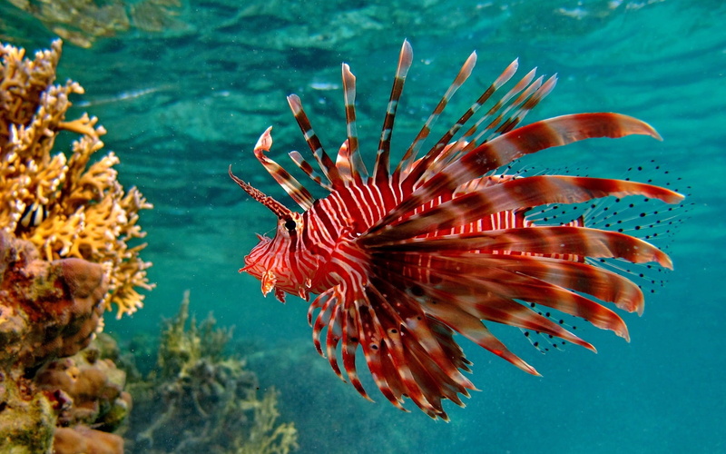 fish, sea, unusual, lagoon, multi Colored, animal themes, scorpionfish, coral, no people, sea Life, animal, undersea, underwater, scuba Diving, saltwater fish