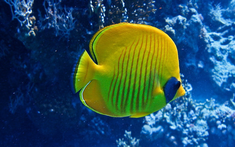 beauty In Nature, water, tang, sea Life, vertebrate, one animal, sea, nature, undersea, underwater, reef, swimming Animal, tropical Fish, close-up, tropical Climate