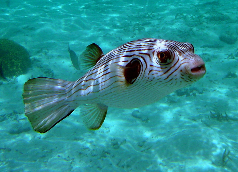 Striped, scuba Diving, outdoors, photo, animals in the wild, animal themes, reef, fish, turquoise colored, arothron, blue, undersea, pufferfish, marine