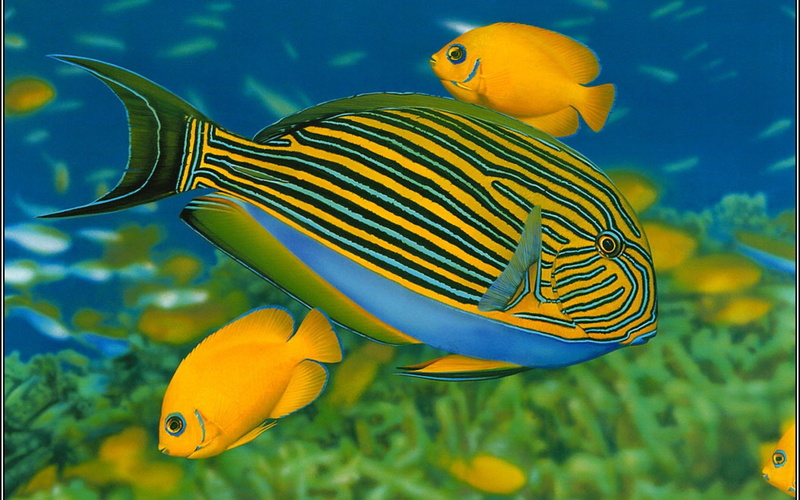 no people, sea life, animal wildlife, vertebrate, striped, animals in the wild, animal, ocean, ecosystem, undersea, marine, fish, one animal, saltwater fish