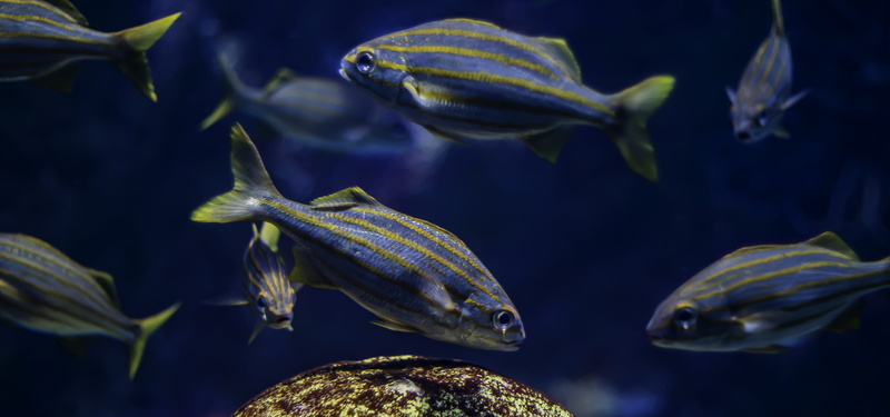 group of animals, animal scale, school of fish, gray, swimming, school, 5K, water, pet, no people, fish, animal, nature, aquarium, vertebrate, undersea