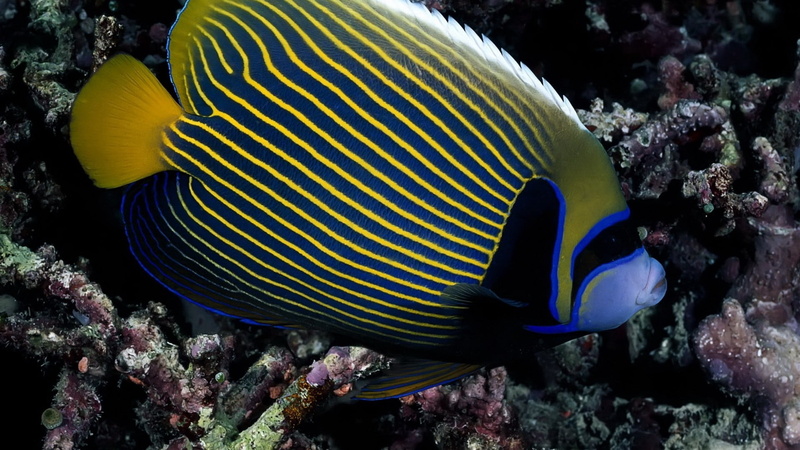 tropical Climate, wildlife, animals in the wild, tropical Fish, sea Life, scuba Diving, no people, animal, marine, water, swimming Animal, beauty In Nature