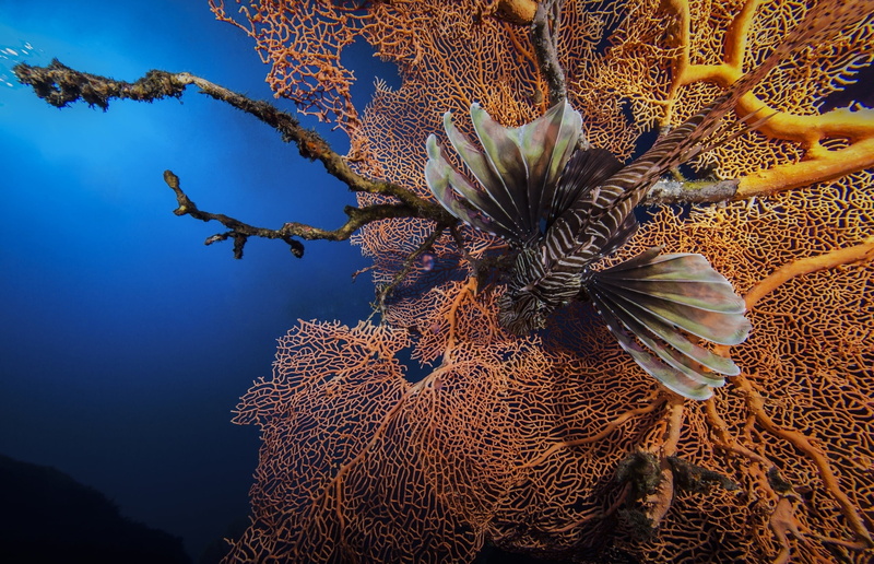 beauty In Nature, striped lionfish, marine, growth, animal themes, backgrounds, corals, reef, water, nature, underwater, fish, lion, animal wildlife, invertebrate