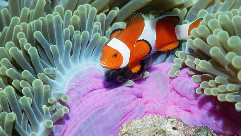 sea, fishes, anemones, fins, underwater, animals, 1080P, color, tropical, clownfish, stripes, life, pattern, ocean
