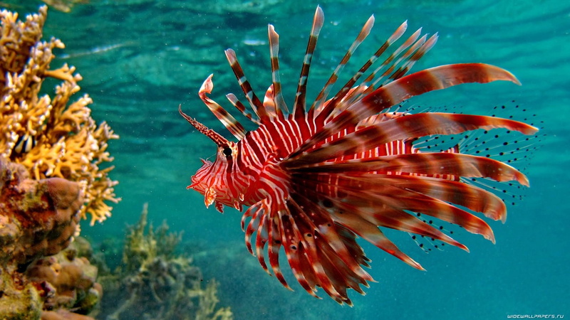 underwater, nature, red, nature and landscapes, fish, 1080P, oceans, sealife, stripe, white