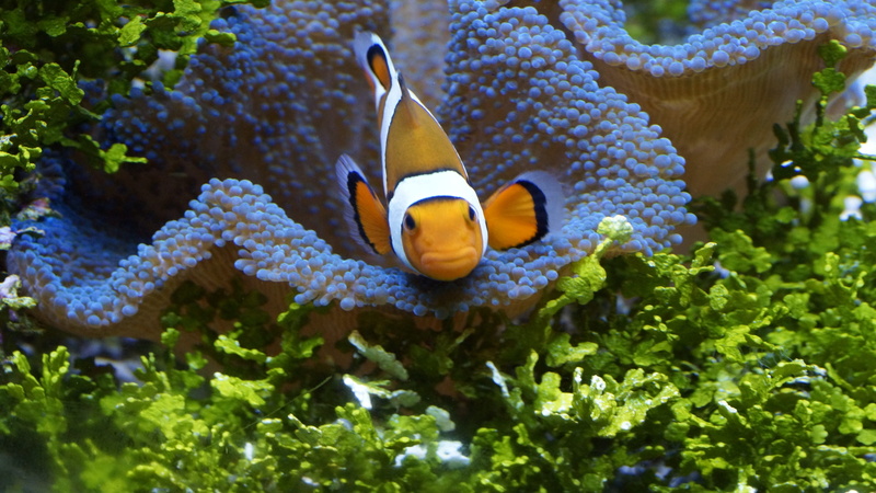 marine, underwater, sea life, outdoors, sea, nature, clownfish, animals in the wild, fish, one animal, orange, vertebrate, water, swimming, white, 5K
