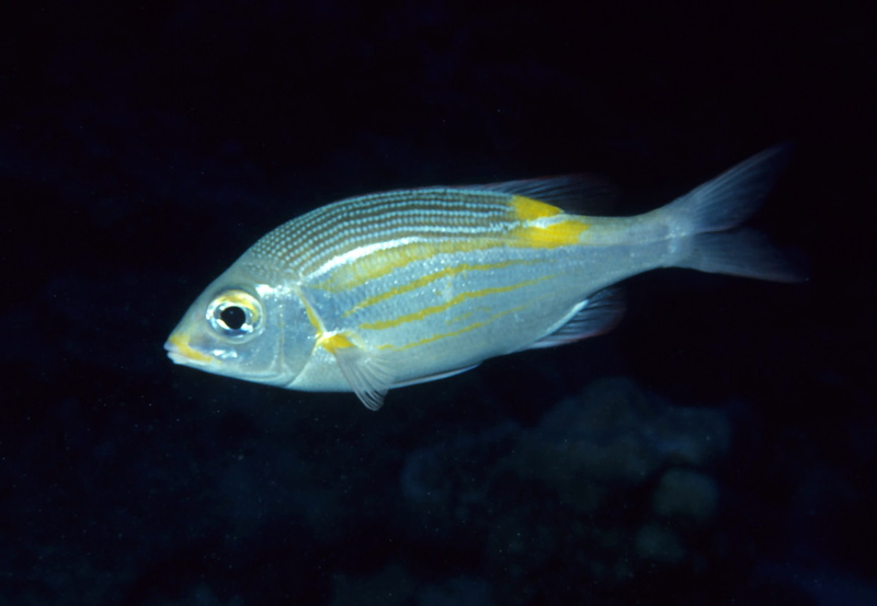 bream, close-up, animal themes, saltwater fish, profile view, fish, black background, no people, striped large-eye bream, marine, tropical Climate, large