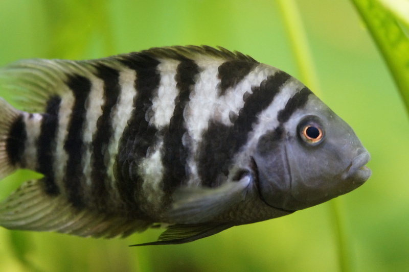 animal themes, animals in captivity, animal, vertebrate, zebra cichlid, underwater, day, stripes, 5K, animal body part, Cichlid, outdoors, no people, animal eye