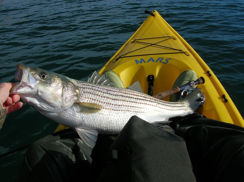 nautical vessel, kayak, sea, caught, real people, unrecognizable person, catch of fish, fish, person, fishing, striped bass, outdoors, nature, fisher, water