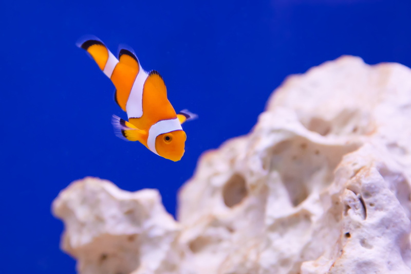 vertebrate, sea life, reef, wildlife, striped, blue, no people, animal, tropical Climate, aquarium, coral, clownfish, marine, stripes, swimming, anemone