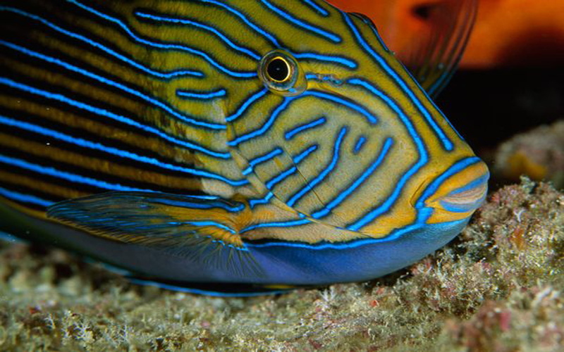 one animal, sea life, vertebrate, surgeonfish, tropical climate, fish, striped, sea, nature, animal themes, animal, animals in the wild, underwater, saltwater fish