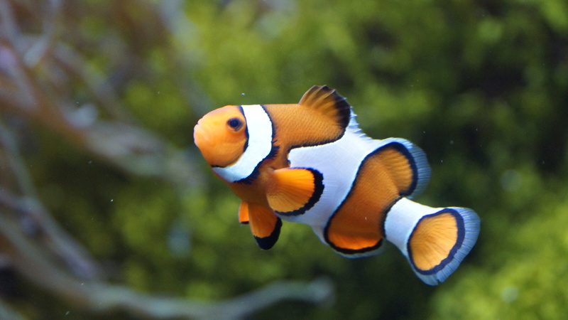 amphiprioninae, one animal, sea life, tank, animal, outdoors, undersea, underwater, swimming, sea, water, focus on foreground, fish, stripes, photo, nemo