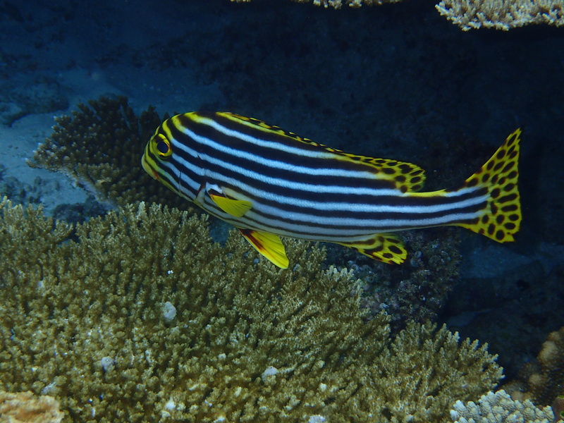 animal wildlife, ecosystem, no people, sea life, swimming, underwater, Indian Ocean, water, Maldives, animal themes, sea, coral, outdoors, the indian ocean
