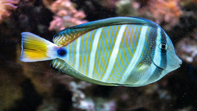 nature, coral, water, sea, sea life, animal themes, blue stripe fish, animals in the wild, underwater, colorful, no people, profile view, marine, close-up