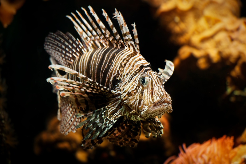 undersea, animal themes, scorpionfish, wildlife, aquarium, animals in the wild, reef, profile view, animal wildlife, black, animal, ocean, 4K, exceptional