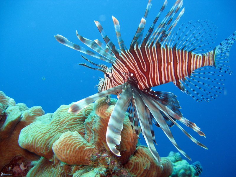 animals in the wild, animal themes, coral, sea, marine, coral  hd backgrounds images, saltwater fish, undersea, vertebrate, fish, animal wildlife, 1080P
