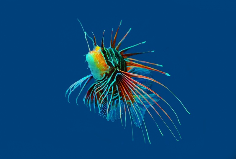 1080P, animal, diving, underwater, sea life, reef, vacations, studio shot, animal wildlife, indoors, close-up, vertebrate, coral, colored, one animal