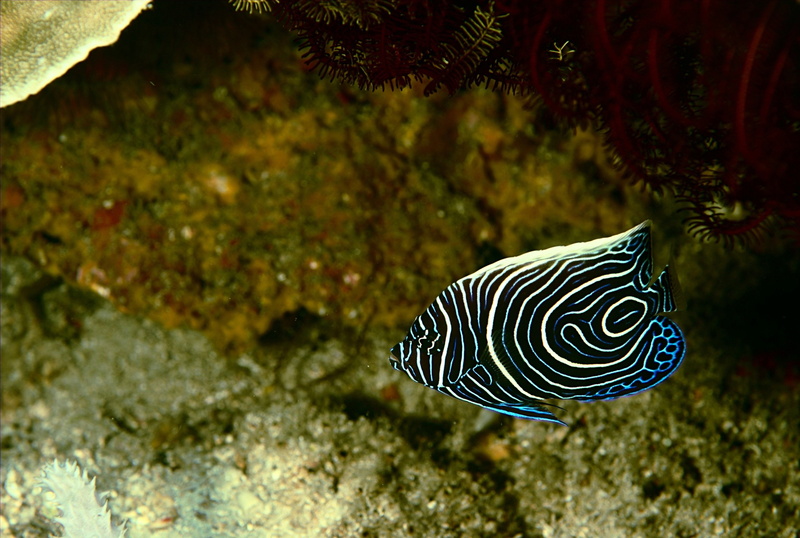 one animal, undersea, animal wildlife, tropical, close-up, underwater, vertebrate, 2K, no people, animal themes, marine, water, sea life, fishes, animal