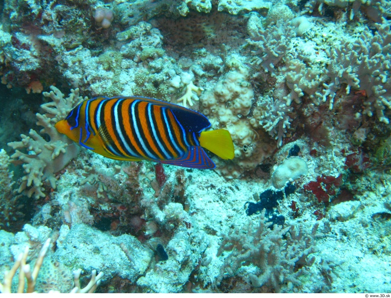 colorful, ecosystem, water, striped, vertebrate, one animal, ocean, sea, underwater, marine, animals in the wild, sea life, animal themes, undersea, plants