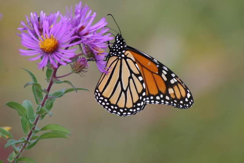 2K, england, summer, monarch, Striped, ocean, great bay national wildlife refuge, close-up, usfws, aster, newington, butterfly - Insect, Monarch Butterfly