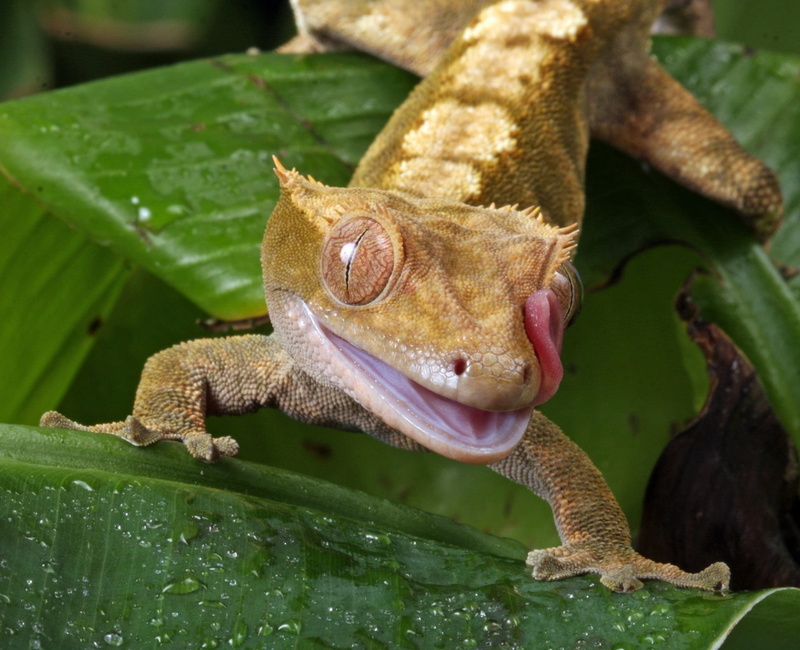 tongue, one animal, wildlife, gecko, animals in the wild, vertebrate, lizard, 720P, nature, outdoors, details, amphibian, frog, photo, macro, new caledonian crested gecko