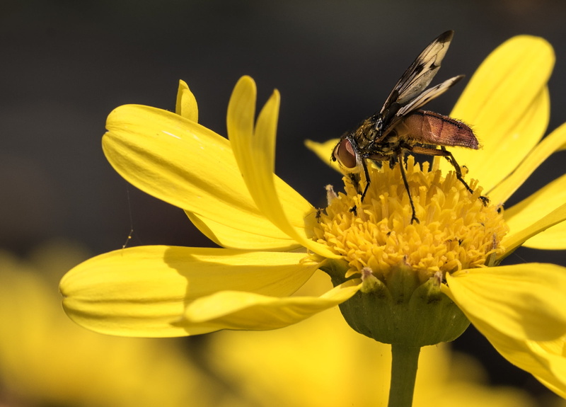 Mosca, macro, Horsefly, rubia, fotografía, fauna, nature, summer, photo, close-up, fly, yellow, close, insect, flick, photography, spring, flickr, primavera