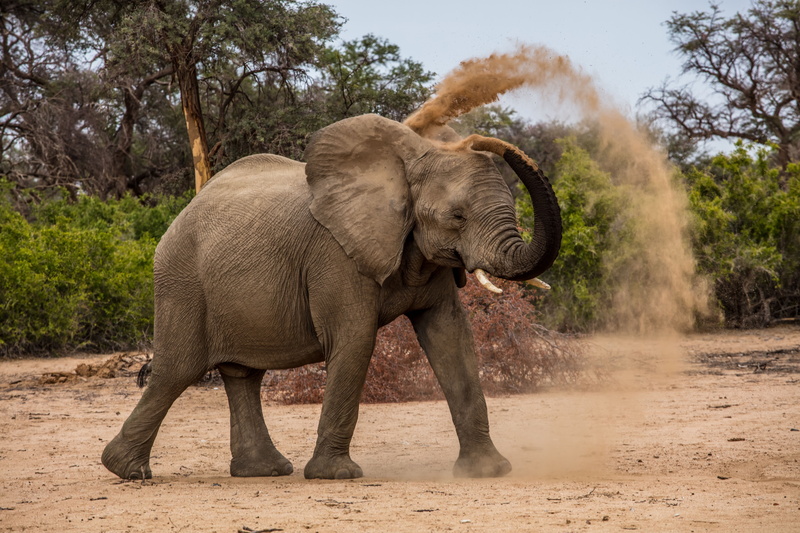 young Animal, tanzania, woodland, safari Animals, tree, tusk, forest, large, nature, play, brown, wilderness Area, africa bush, safari, dust bath, african Elephant