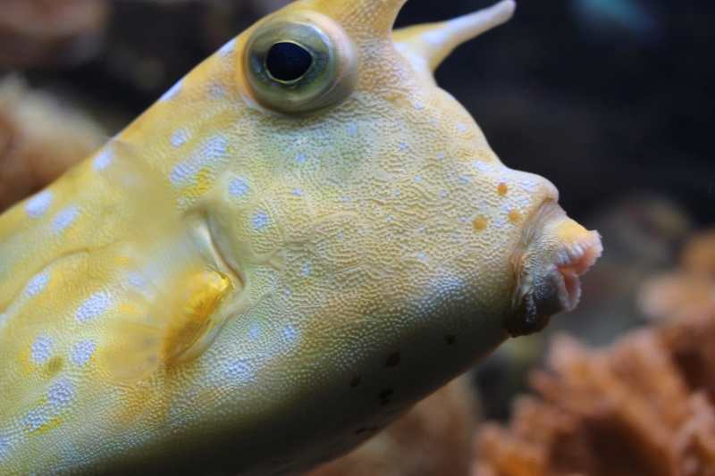 colorful, white, underwater, animal, one animal, tropical, longhorn, eye, nature, animal body part, animal mouth, undersea, sea, focus, scuba, animals in the wild
