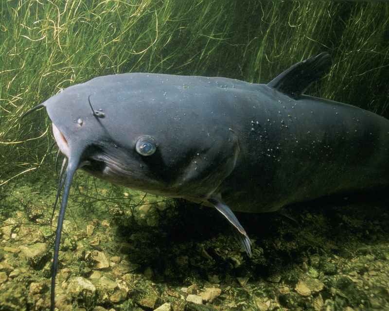 2K, no people, marine, vertebrate, day, plant, black, animal themes, animal wildlife, catfish, river, underwater, fresh, Channel Catfish, animals in the wild
