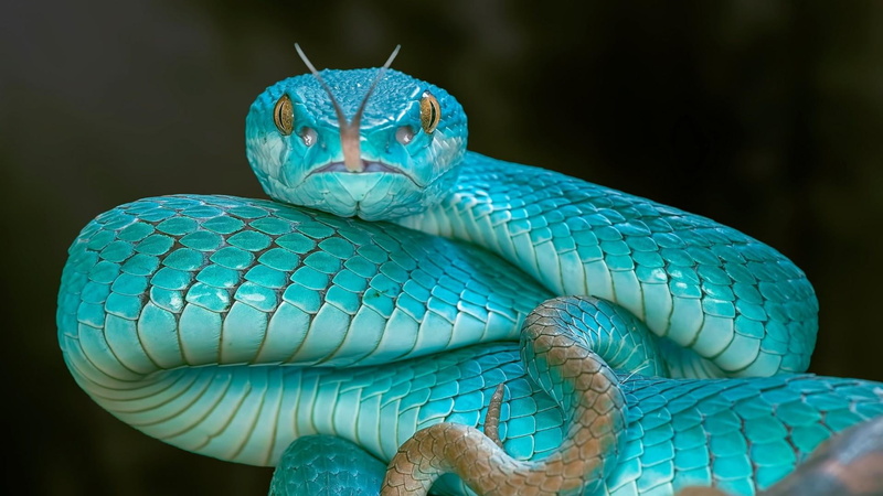 close-up, animal scale, animal body part, nature, one animal, reptile, 1080P, focus on foreground, pit viper, wildlife, blue pit viper, green color, outdoors