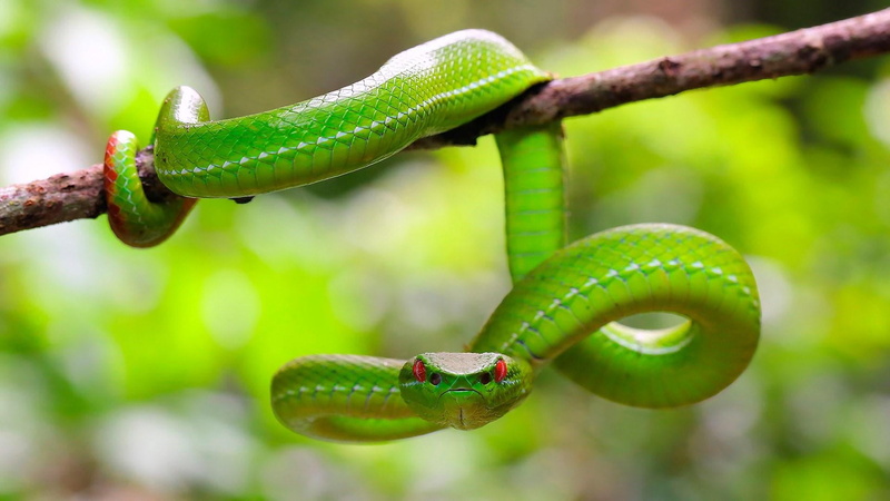 reptile, 1080P, poisonous, nature, outdoors, macro photography, serpent, branch, plant, focus on foreground, tree, animal wildlife, vertebrate, warning sign