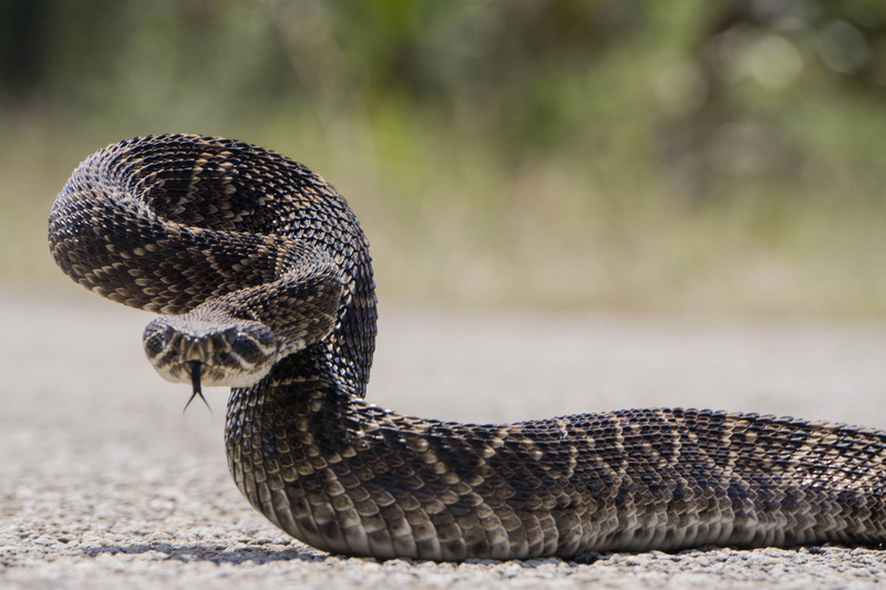 western diamondback, vertebrate, rattle, snake, animal, focus on foreground, animal scale, 2K, one animal, portrait, nature, rattlesnake, land, animal themes