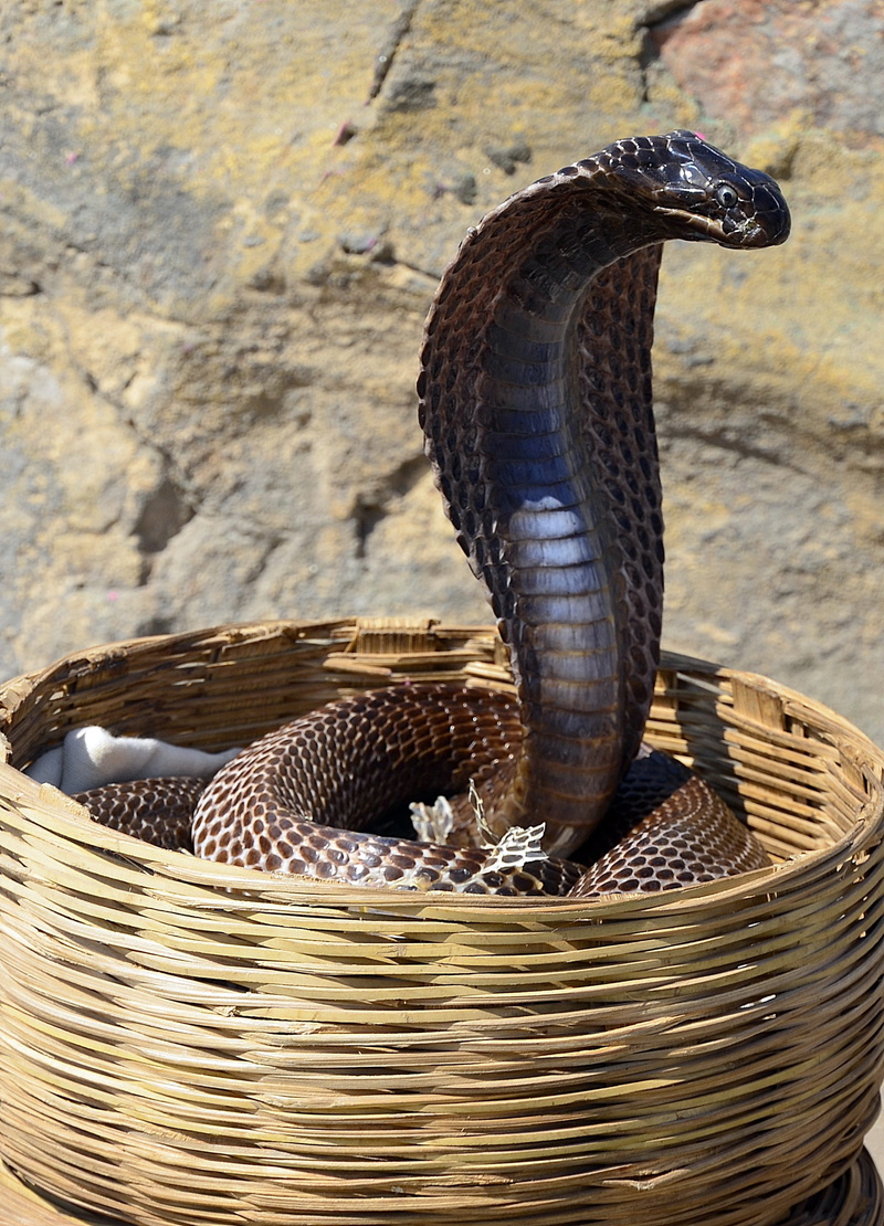 brown, inside, nature, close-up, danger, animal wildlife, outdoors, animal themes, container, serpent, charmer, day, animal body part, entertainment, snake