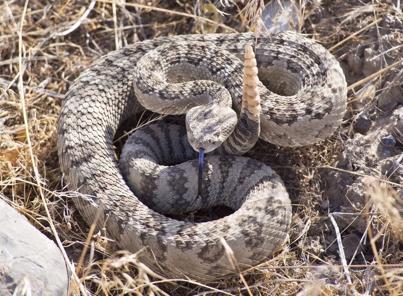 deadly, rattle, animals in the wild, rattlesnake, coiled, high angle view, scales, animal wildlife, serpent, animal themes, plant, poisonous, field, portrait