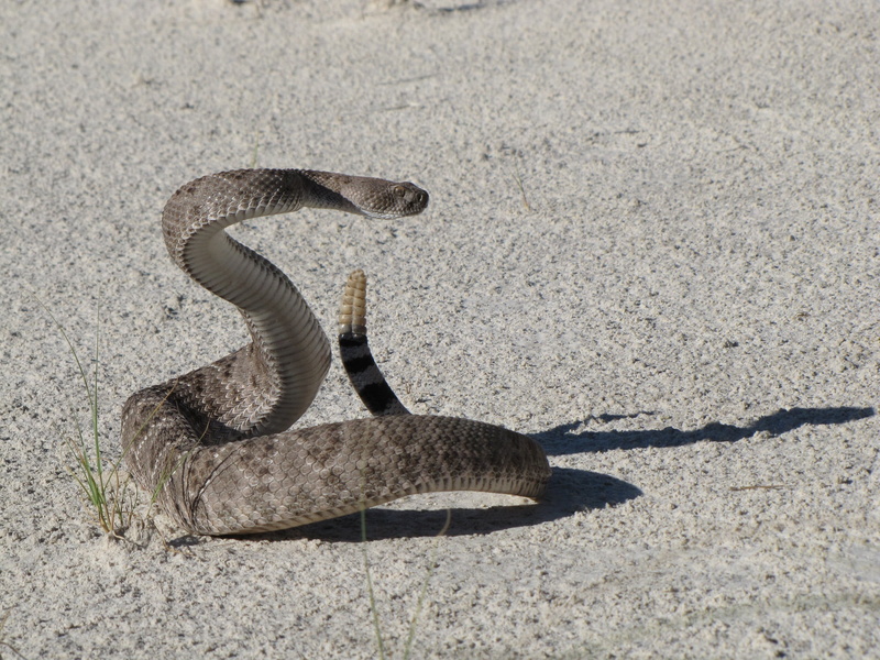 usa, day, new mexico, no people, viper, animal themes, white sands national monument, 1080P, vertebrate, rattle, wildlife, high angle view, one animal
