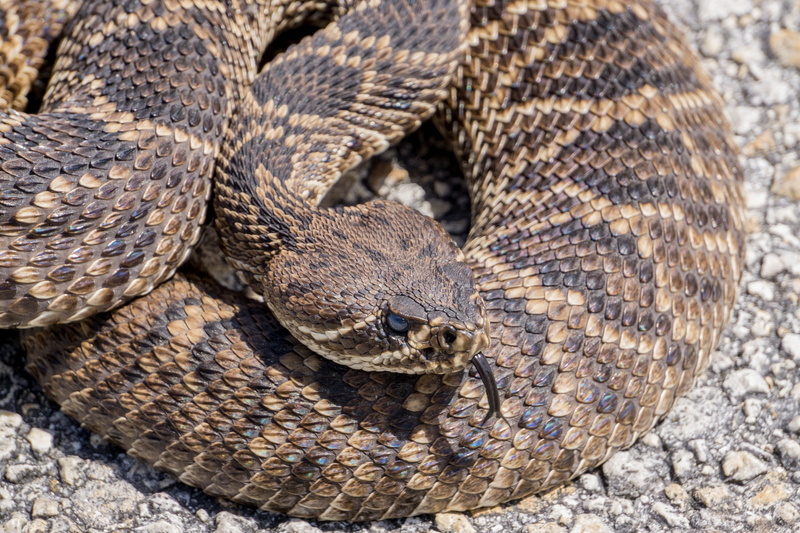 scales, animal, rattlesnake, poisonous, wildlife, venomous, animal body part, pattern, macro, 2K, portrait, outdoors, animal themes, vertebrate, animal scale