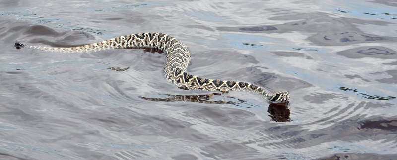 1080P, animal, scales, snake, sea, dangerous, body, high angle view, eastern diamondback rattlesnake, deadly, no people, swimming, poisonous, crocodile
