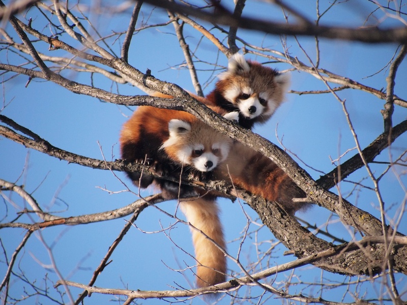 sky, cute animals, two, bare tree, forest, bear, animal, 2K, animal wildlife, day, tree, outdoors, low angle view, animals in the wild, tree climbing