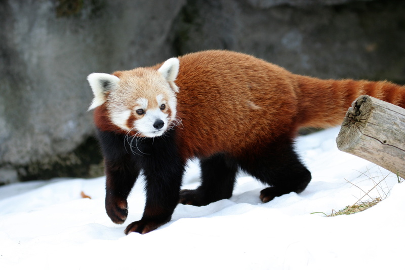 snow, animal wildlife, 2K, cold temperature, red, day, panda, animal themes, red Panda, vertebrate, animals in captivity, animal, wildlife, nature, looking