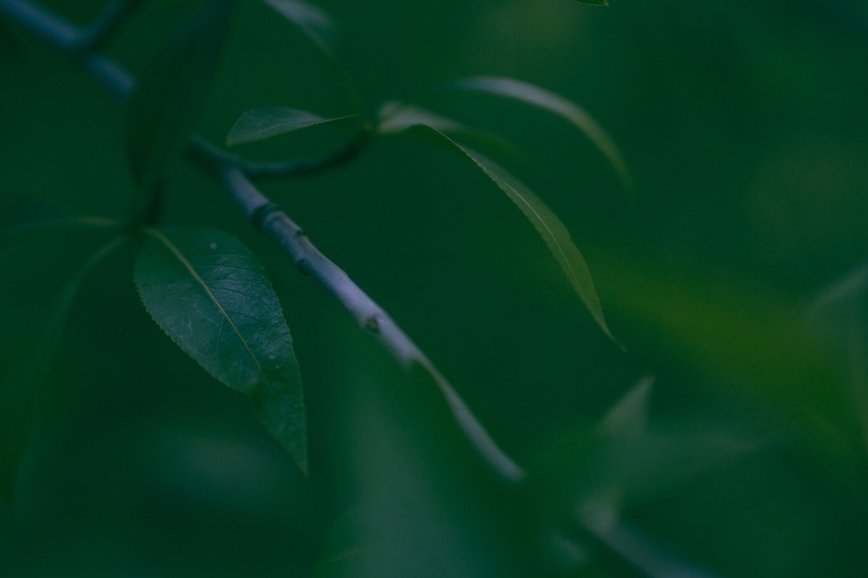 leaves, day, close-up, 5K, growth, beauty in nature, vulnerability, selective focus, outdoors, fragility, shallow, tree, green, leaf, focus, focus on foreground