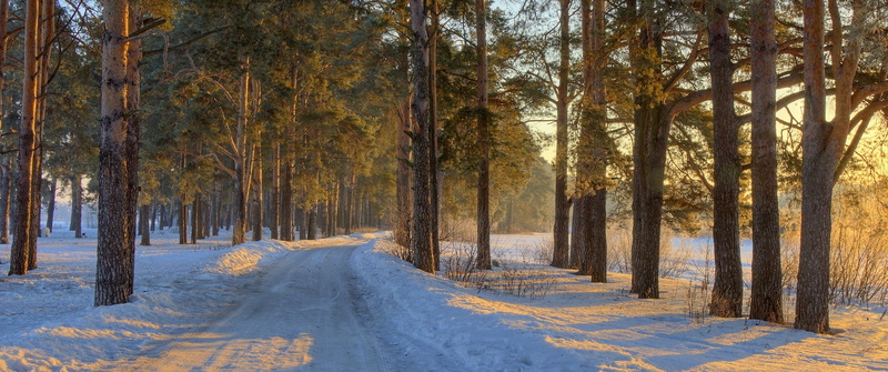landscape, cold temperature, cold, beauty in nature, the way forward, tree, no people, treelined, 1080P, outdoors, plant, morning, transportation, panoramas