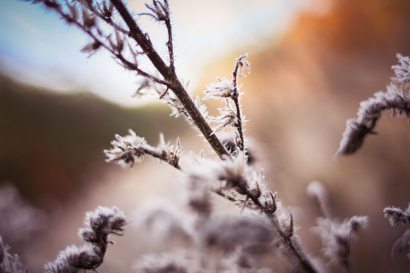 cold temperature, coniferous tree, color Image, focus on foreground, springtime, 4K, tree, cold, Morning, evergreen tree, selective focus, season, pine tree