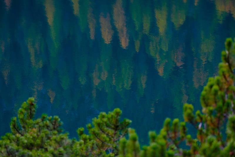 algae, moss, lago di braies, flora, italy, plant, coral reef, growth, reflection, pine, environment, vegetation, green color, pine woodland, animal, sea